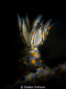 "You can't study the darkness by flooding it with light."... by Stefan Follows 